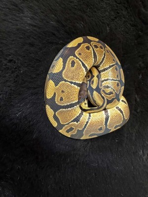 animal image