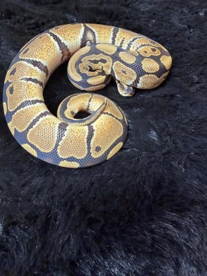 animal image