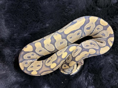 animal image