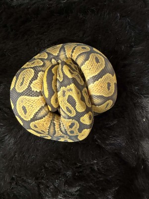 animal image