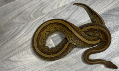 animal image