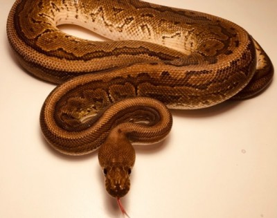 animal image
