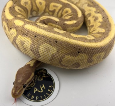 animal image
