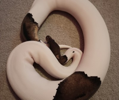 animal image