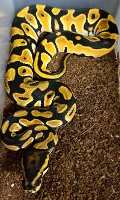 animal image