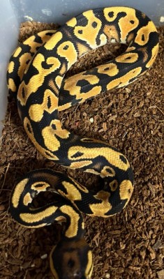 animal image