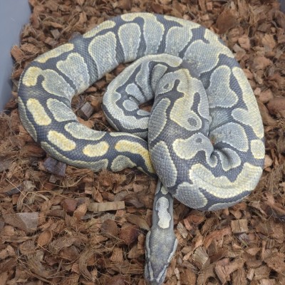 animal image