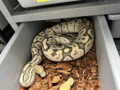 animal image
