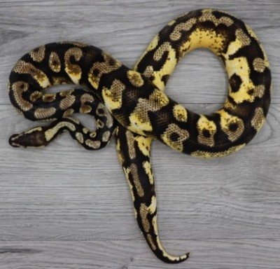 animal image