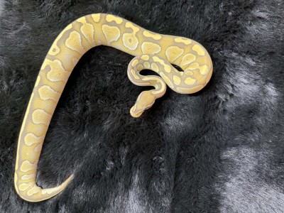 animal image