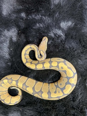 animal image