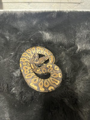 animal image