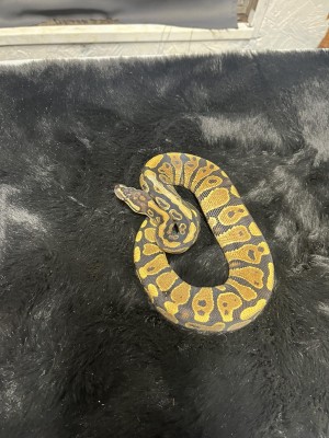 animal image