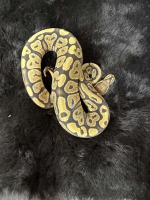 animal image