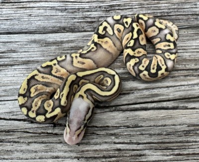 animal image
