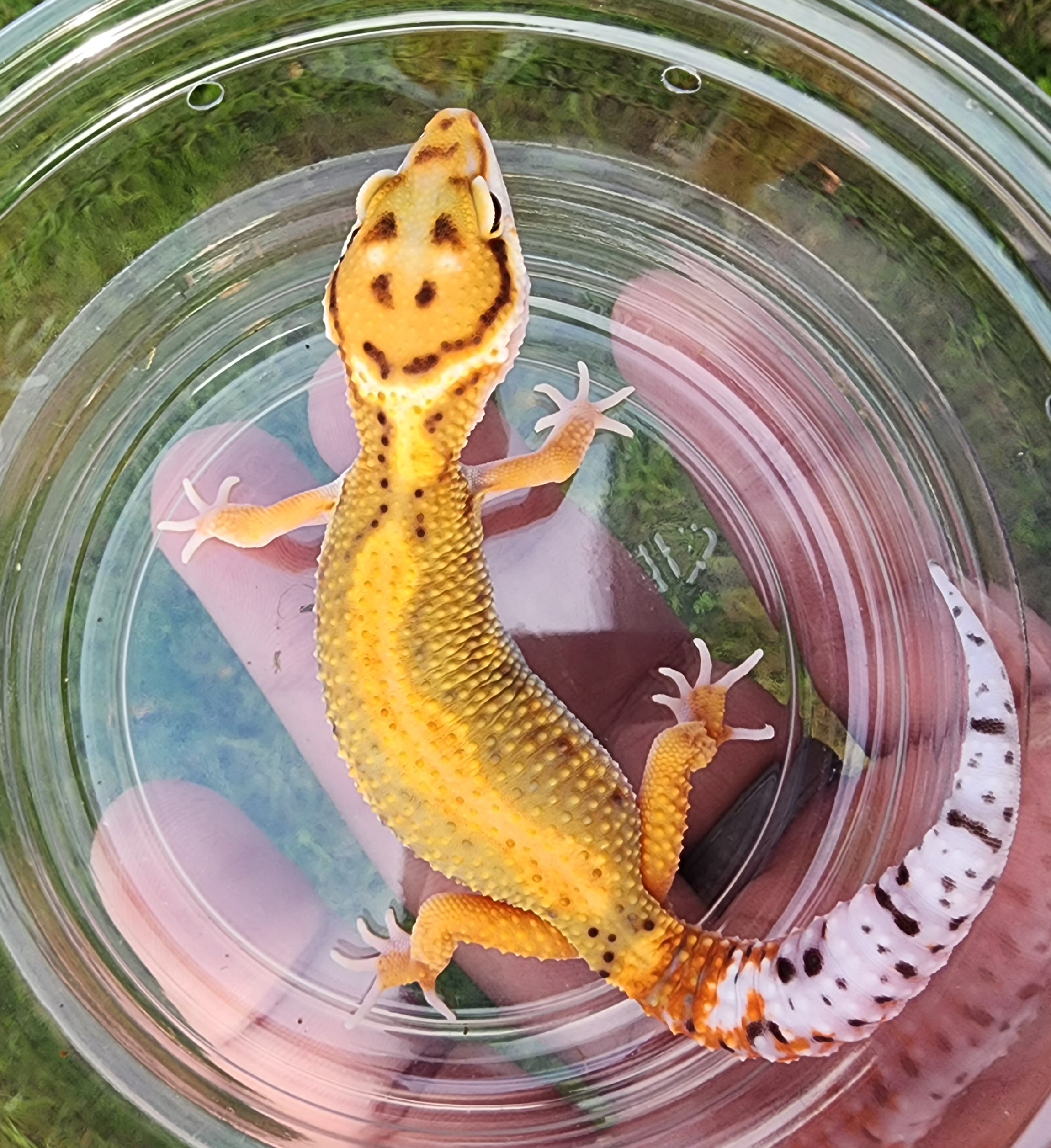 animal image