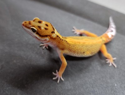 animal image