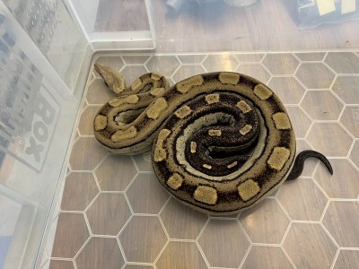 animal image