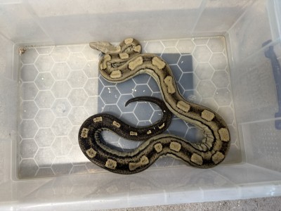 animal image