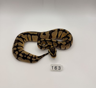 animal image