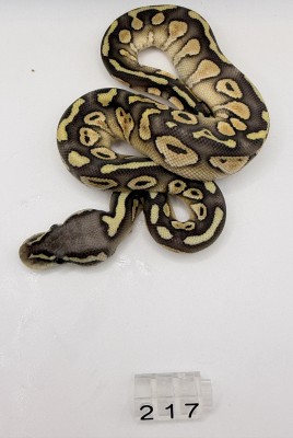 animal image