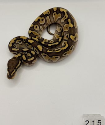 animal image