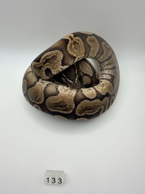animal image