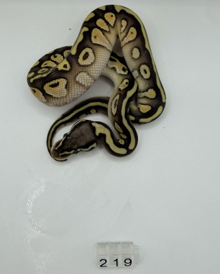 animal image