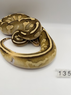 animal image