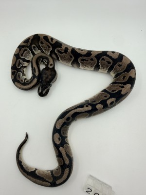 animal image