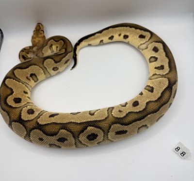 animal image