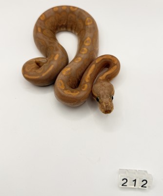 animal image