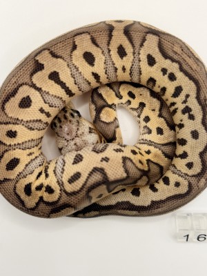 animal image