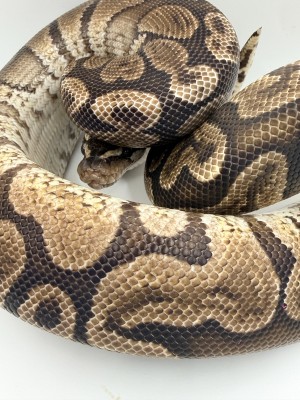 animal image