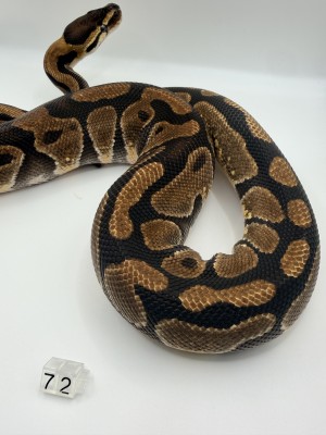 animal image