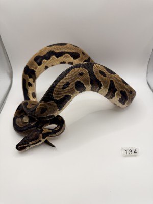 animal image