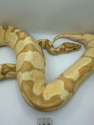 animal image