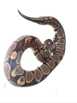 animal image