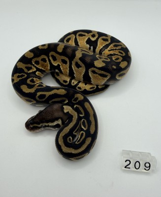 animal image