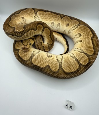 animal image