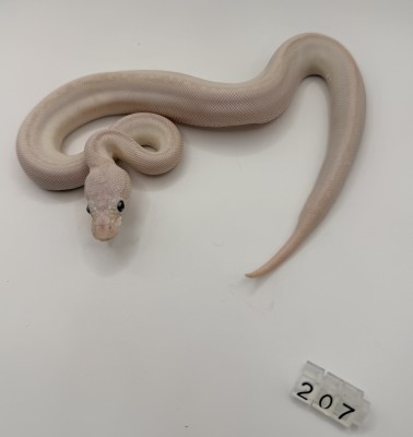 animal image