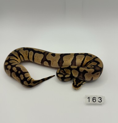 animal image
