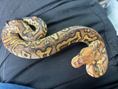 animal image