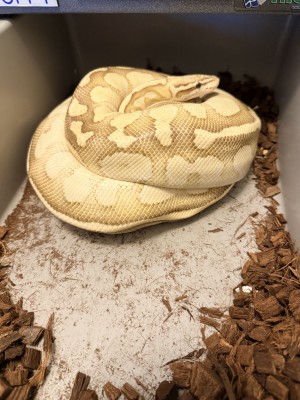 animal image