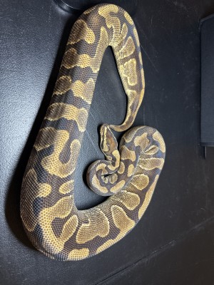 animal image
