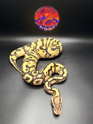 animal image