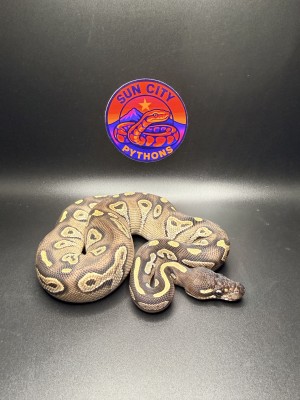 animal image