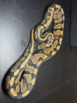 animal image