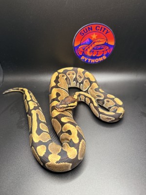 animal image
