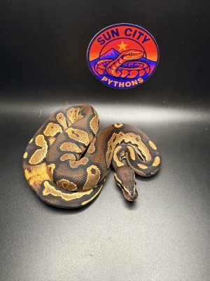 animal image